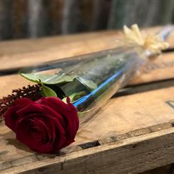 Single Rose 